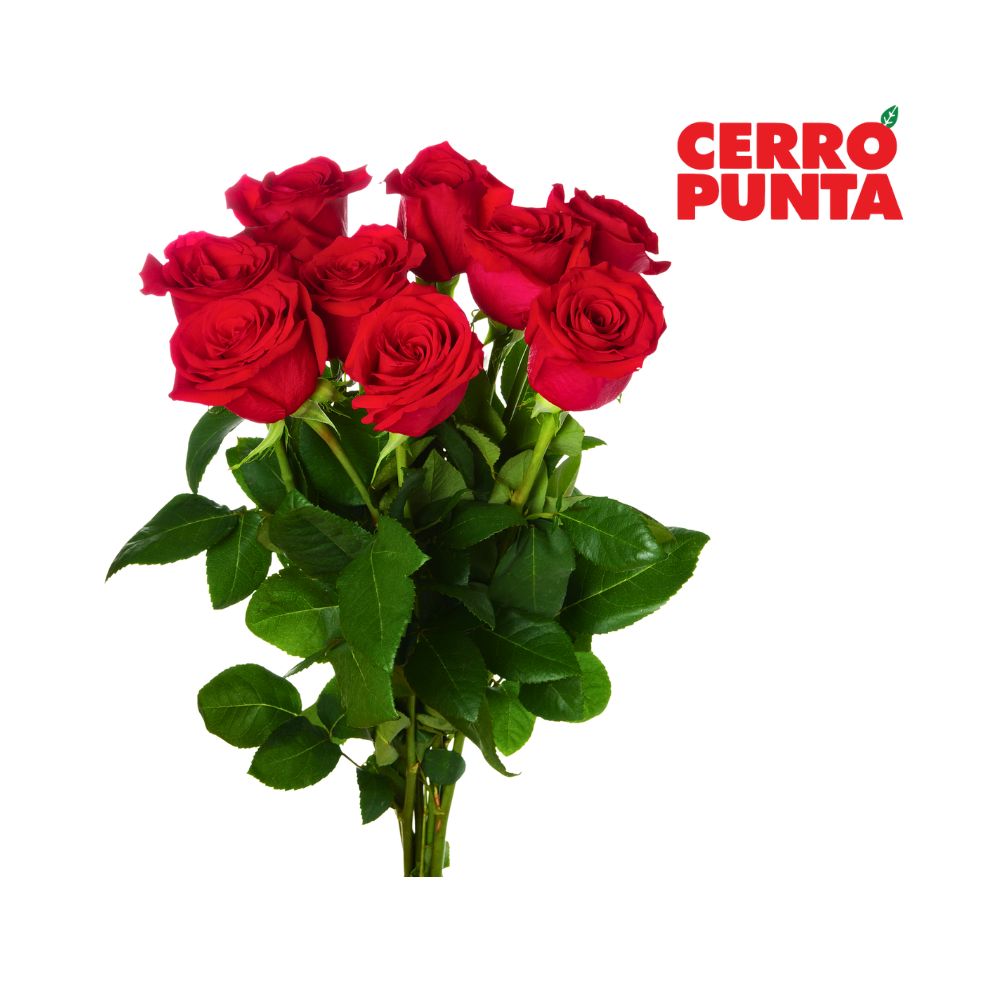 ARREGLO DE ROSAS #9 CERRO PUNTA