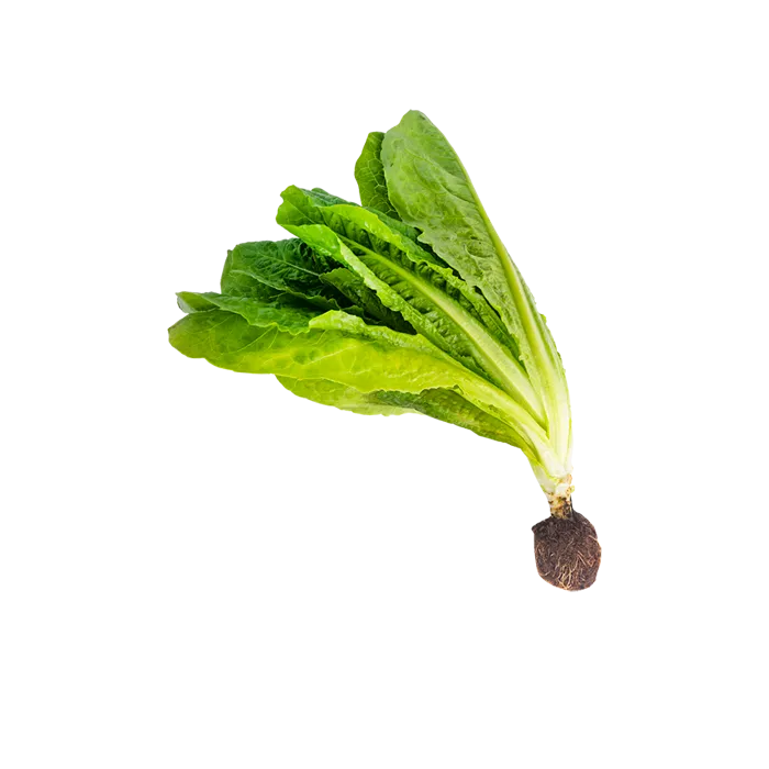 LECHUGA ROMANA HIDROPONICA POR UN - PILONES DE BOQUETE