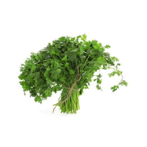 CILANTRO CHINO HIDROPONICO POR UN