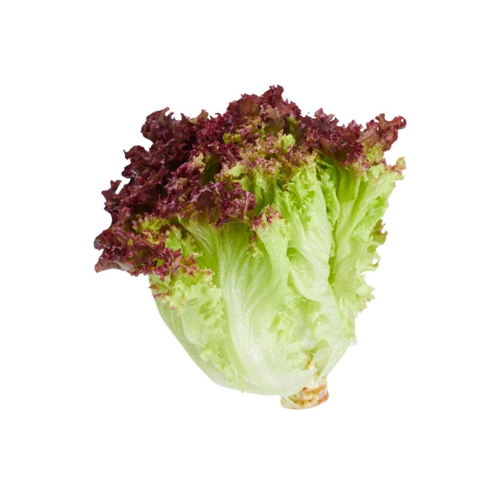 LECHUGA ROJA POR KG