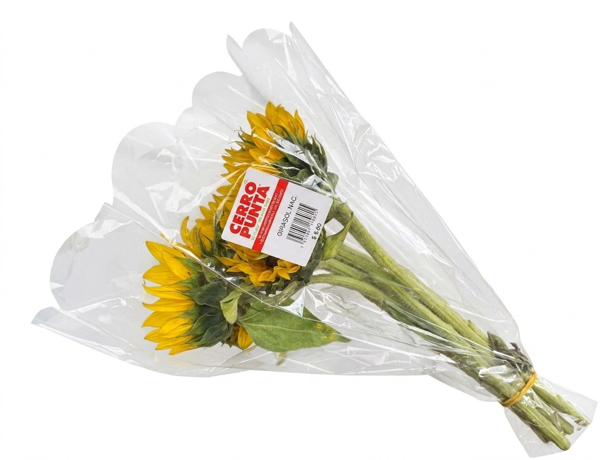 FLORES DE GIRASOL NACIONAL CERRO PUNTA S.A.