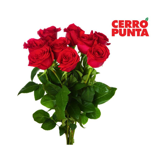 ARREGLO DE ROSAS #9 CERRO PUNTA
