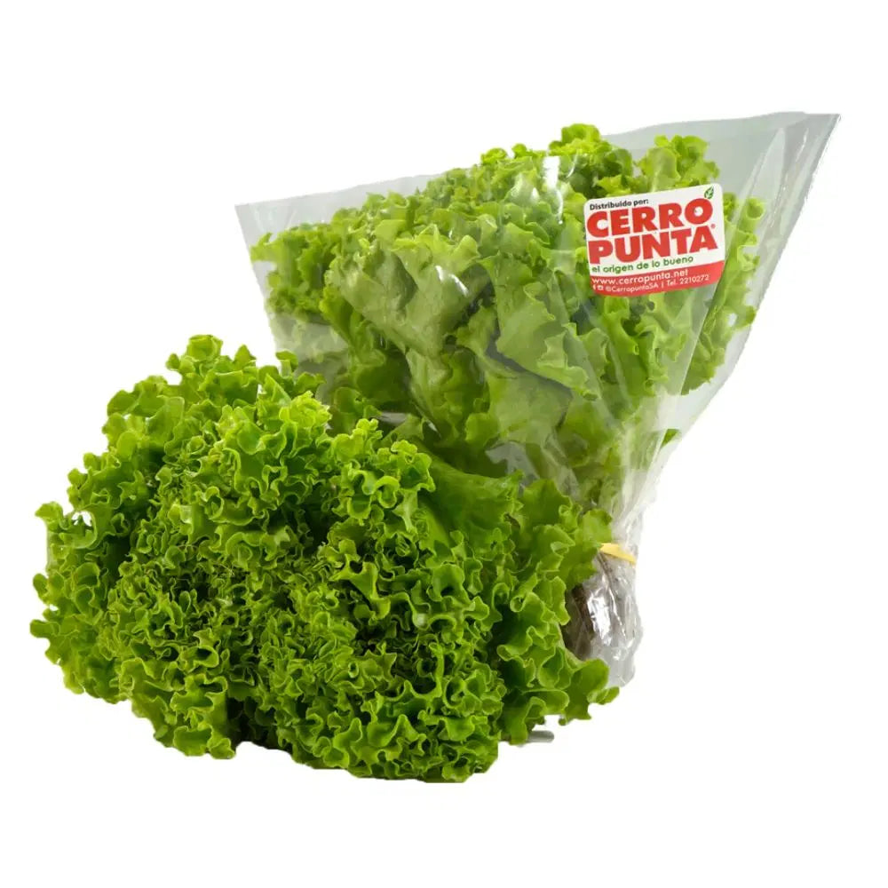 LECHUGA HIDROPONICA CRESPITA VERDE CERRO PUNTA