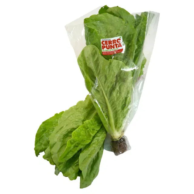 LECHUGA ROMANA HIDROP.CERRO PUNTA UND.