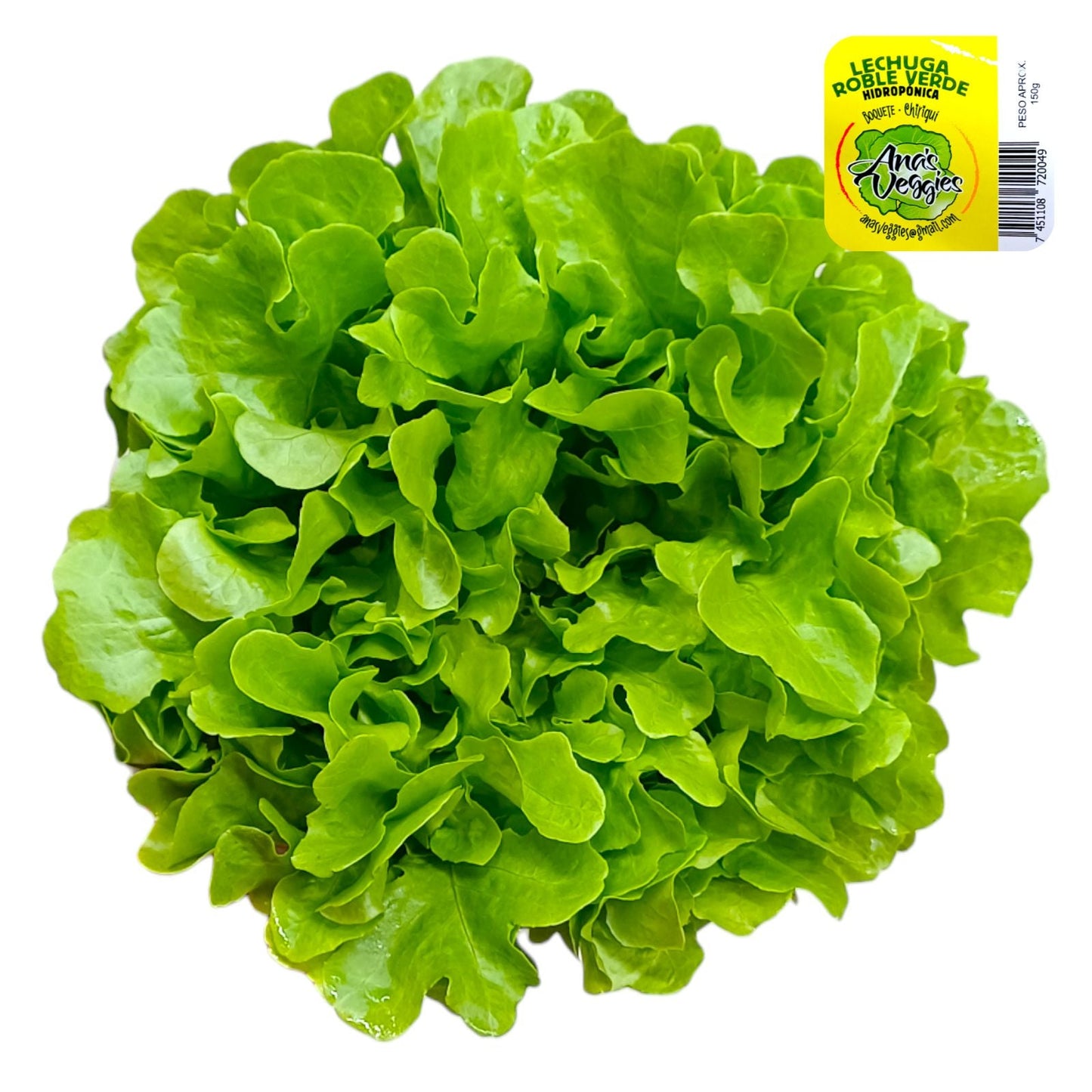 LECHUGA HIDROPONICA ROBLE VERDE 175 GR ROMA