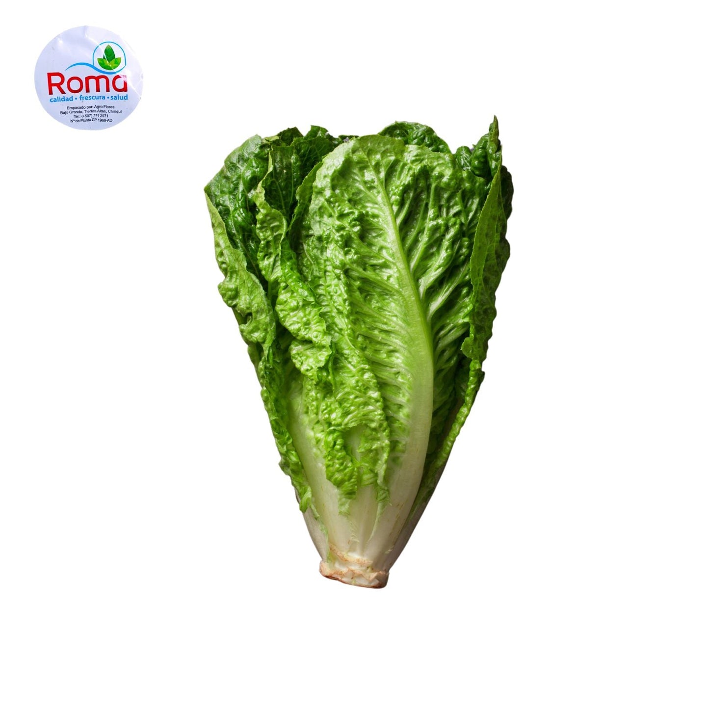 LECHUGA ROMANA DE 250 GR ROMA