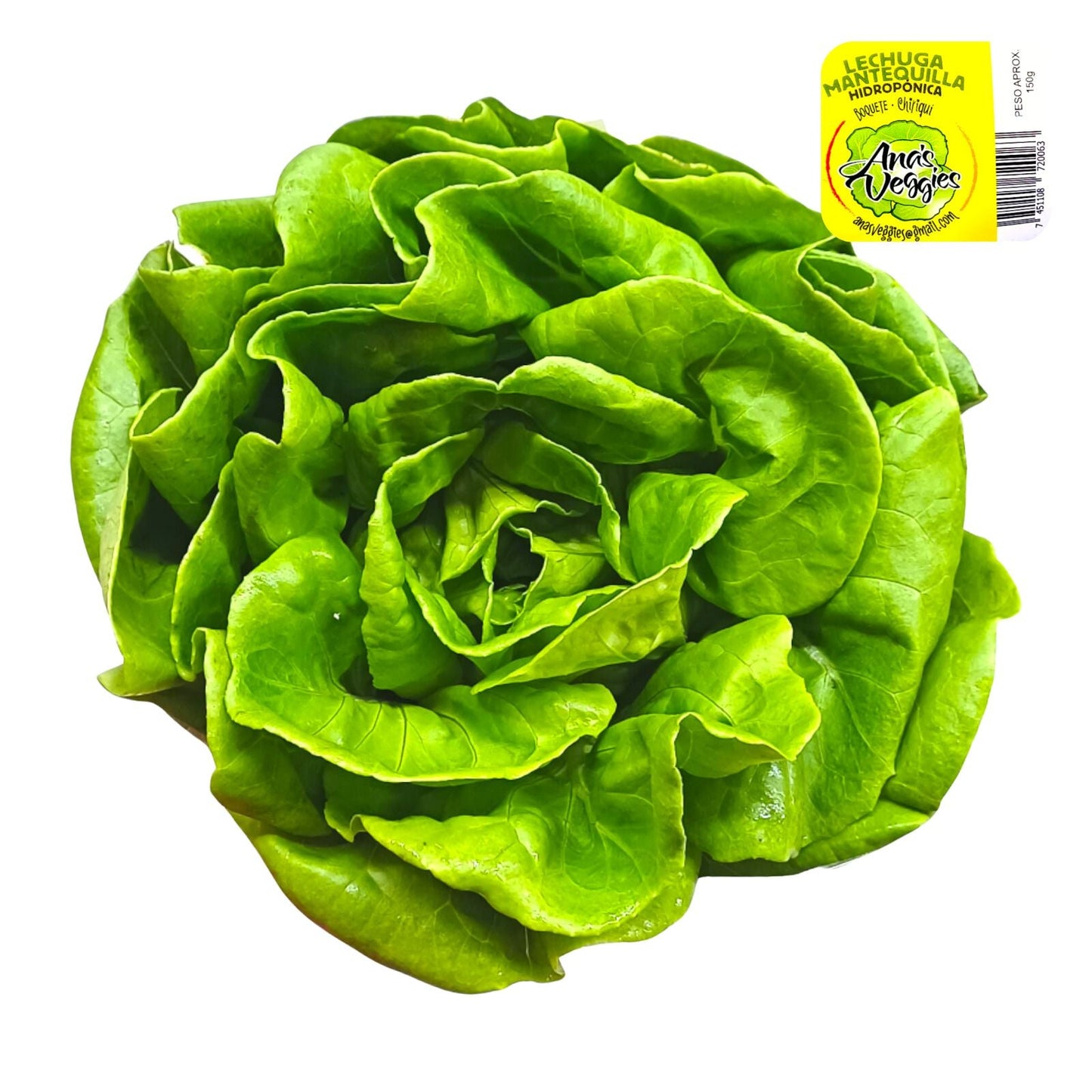 LECHUGA HIDROPONICA DE  MANTEQUILLA 175 GR ROMA