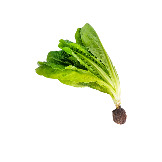 LECHUGA ROMANA HIDROPONICA POR UN - PILONES DE BOQUETE